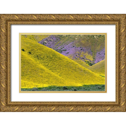 California Common Hillside Daisy and phacelia-Carrizo Plain National Monument Gold Ornate Wood Framed Art Print with Double Matting by Zimmerman, Judith