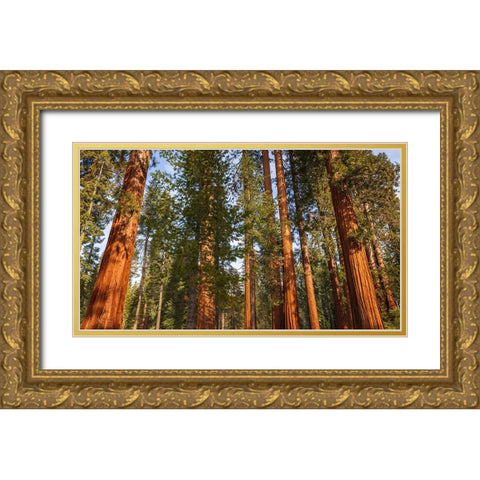 Giant Sequoia in the Mariposa Grove-Yosemite National Park-California-USA Gold Ornate Wood Framed Art Print with Double Matting by Bishop, Russ