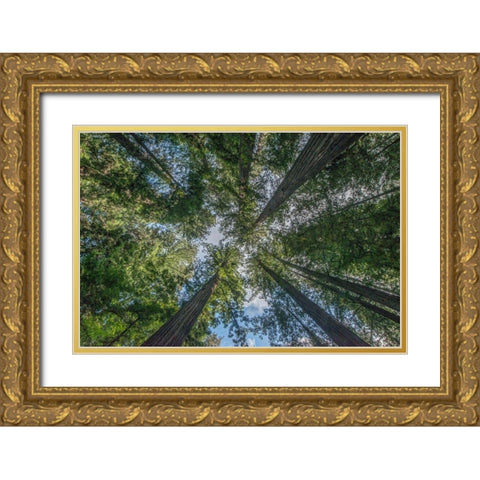 California-Humboldt Redwoods State Park-Bernard Willet and Mary Willet Grove-Coast Redwood Trees Gold Ornate Wood Framed Art Print with Double Matting by Tilley, Rob