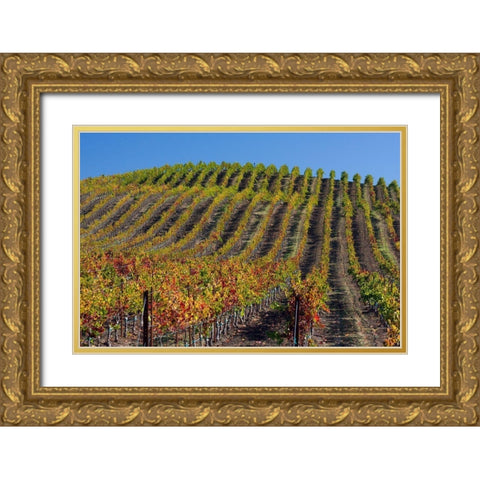 California-Sonoma wine country with rows of grapes during Autumn Gold Ornate Wood Framed Art Print with Double Matting by Gulin, Sylvia