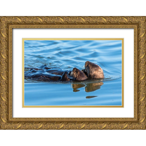 A juvenile and mother sea otter float together serenely in Moss Landing Harbor-California Gold Ornate Wood Framed Art Print with Double Matting by Haddad, Sheila