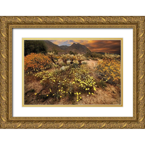 Desert wildflower bloom at Anza Borrego Park in California Gold Ornate Wood Framed Art Print with Double Matting by SMO
