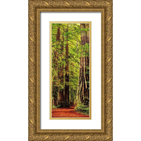 Vertical panoramic of giant Redwood trees in Redwood National Park-California Gold Ornate Wood Framed Art Print with Double Matting by SMO