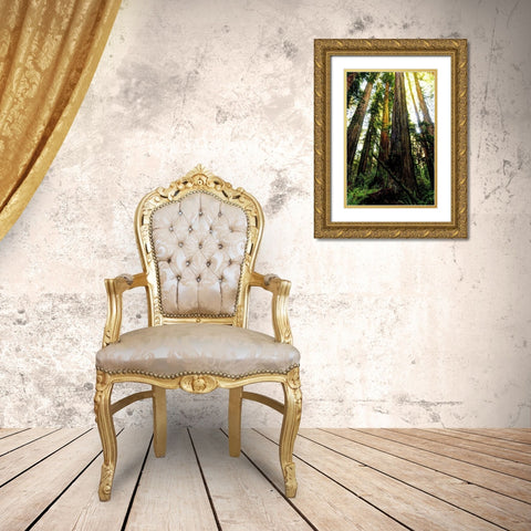 The tallest trees in the world in Redwood National Park in California Gold Ornate Wood Framed Art Print with Double Matting by SMO