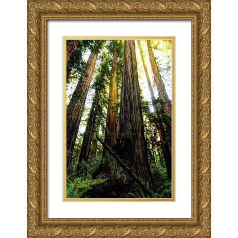 The tallest trees in the world in Redwood National Park in California Gold Ornate Wood Framed Art Print with Double Matting by SMO