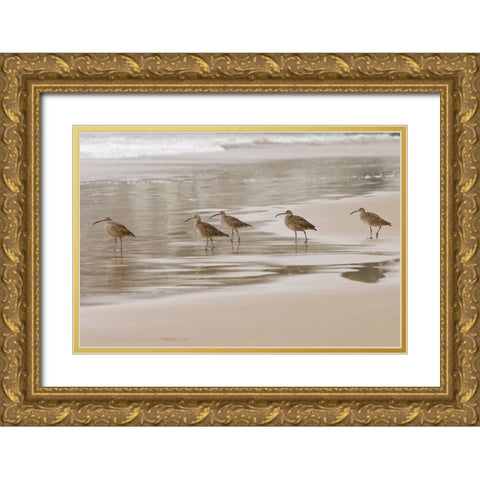 USA CA Pismo Beach Whimbrels Gold Ornate Wood Framed Art Print with Double Matting by Drury, Trish