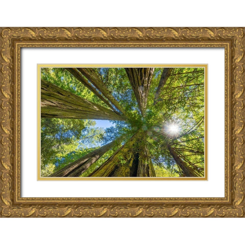 Sun shining through towering tree-Redwoods National Park-Newton B Drury Drive-Crescent City Gold Ornate Wood Framed Art Print with Double Matting by Perry, William