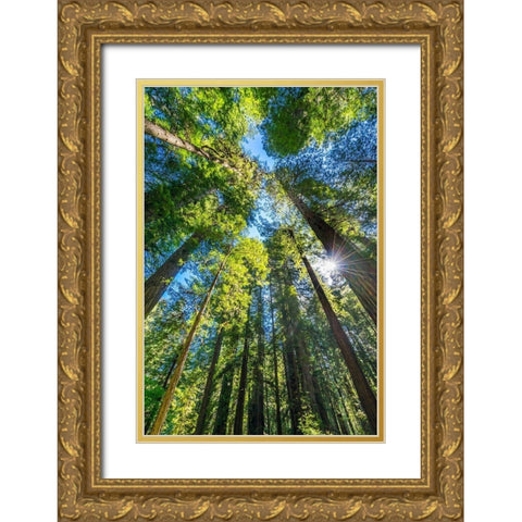 Sun shining through towering tree-Redwoods National Park-Newton B Drury Drive-Crescent City Gold Ornate Wood Framed Art Print with Double Matting by Perry, William