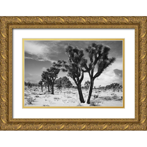 Winter storm-Joshua Tree National Park-California Gold Ornate Wood Framed Art Print with Double Matting by Muench, Zandria