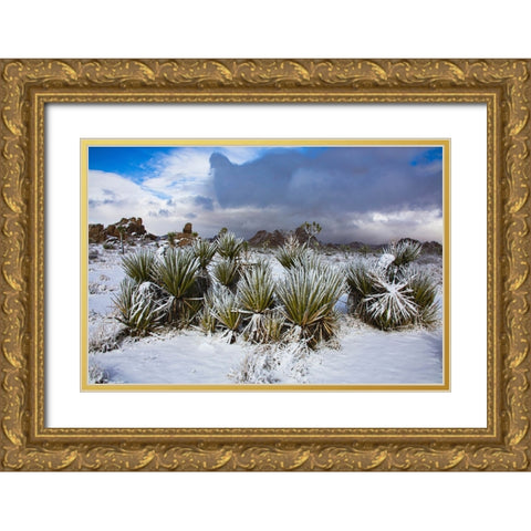 Winter storm-Joshua Tree National Park-California Gold Ornate Wood Framed Art Print with Double Matting by Muench, Zandria
