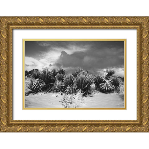 Winter storm-Joshua Tree National Park-California Gold Ornate Wood Framed Art Print with Double Matting by Muench, Zandria