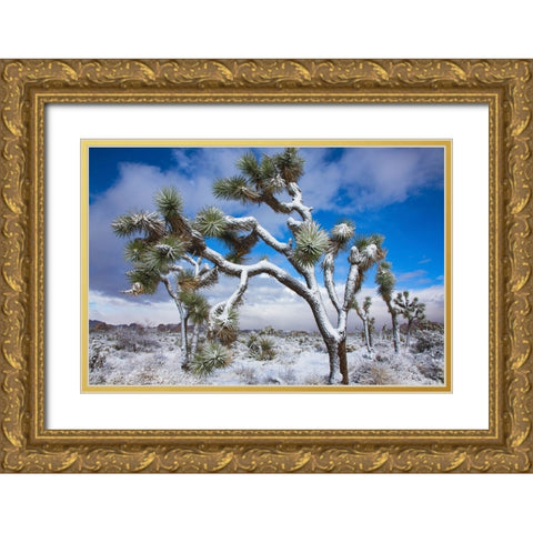 Winter storm-Joshua Tree National Park-California Gold Ornate Wood Framed Art Print with Double Matting by Muench, Zandria