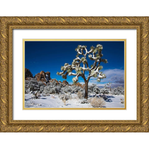 Winter storm-Joshua Tree National Park-California Gold Ornate Wood Framed Art Print with Double Matting by Muench, Zandria