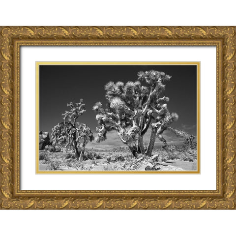 Winter storm-Joshua Tree National Park-California Gold Ornate Wood Framed Art Print with Double Matting by Muench, Zandria