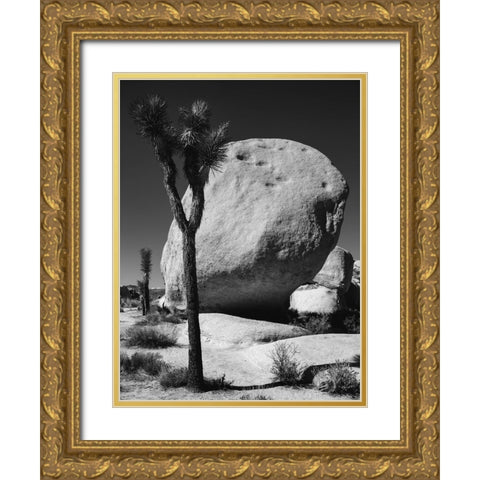 Joshua Tree National Park- California Gold Ornate Wood Framed Art Print with Double Matting by Muench, Zandria