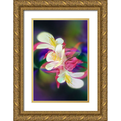 Columbine flower-Colorado Gold Ornate Wood Framed Art Print with Double Matting by Jones, Adam