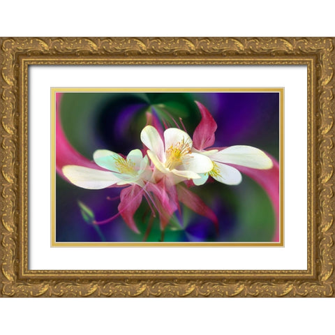 Columbine flower-Colorado Gold Ornate Wood Framed Art Print with Double Matting by Jones, Adam