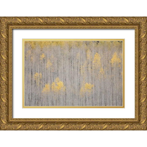 CO, White River NF Aspen trees in winter Gold Ornate Wood Framed Art Print with Double Matting by Grall, Don