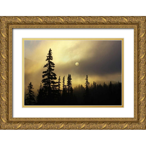 CO, San Isabel NF Sunrise silhouettes trees Gold Ornate Wood Framed Art Print with Double Matting by Grall, Don
