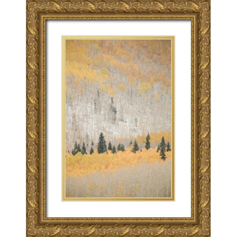 CO, San Juan Mts Spruce mixed with aspen, autumn Gold Ornate Wood Framed Art Print with Double Matting by Grall, Don