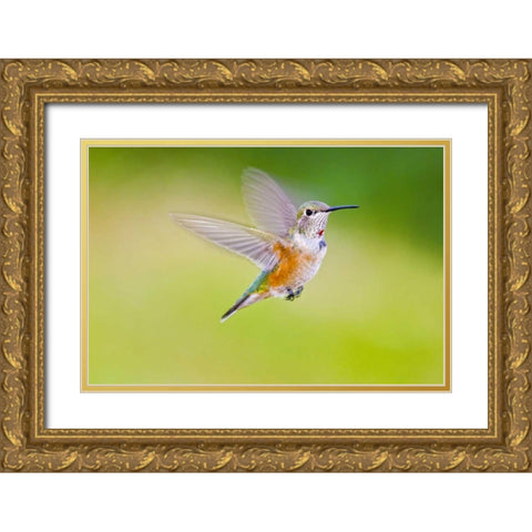 Colorado, Heeney Rufous hummingbird in flight Gold Ornate Wood Framed Art Print with Double Matting by Lord, Fred