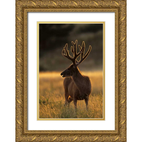 CO, Jefferson Co, Backlit mule deer buck Gold Ornate Wood Framed Art Print with Double Matting by Illg, Cathy and Gordon