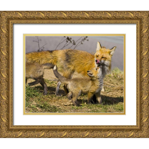 Colorado, Breckenridge Red fox mother with kits Gold Ornate Wood Framed Art Print with Double Matting by Lord, Fred