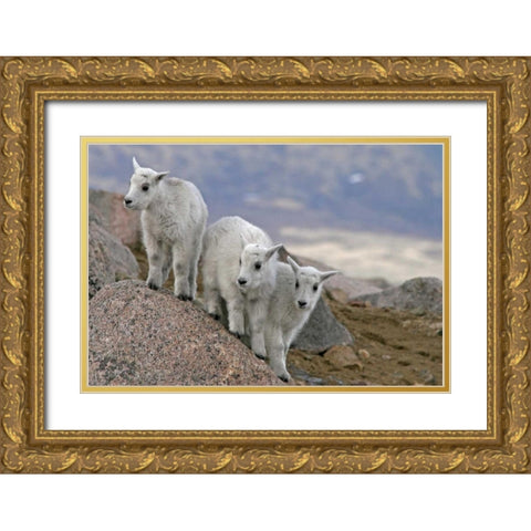 CO, Mount Evans Mountain goat kids playing Gold Ornate Wood Framed Art Print with Double Matting by Illg, Cathy and Gordon