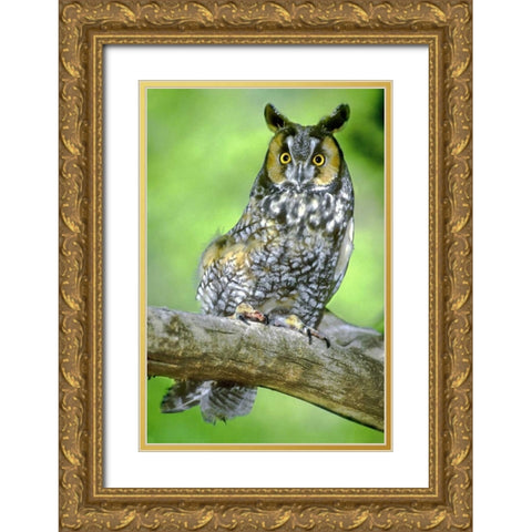 Colorado Long-eared owl perched on limb Gold Ornate Wood Framed Art Print with Double Matting by Welling, Dave