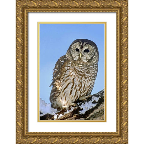 CO, Barred owl perched on snowy branch Gold Ornate Wood Framed Art Print with Double Matting by Welling, Dave