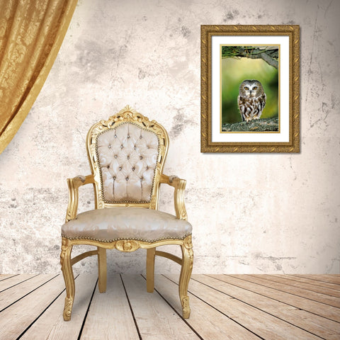 CO, Northern saw-whet owl perched on fir tree Gold Ornate Wood Framed Art Print with Double Matting by Welling, Dave