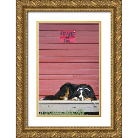 CO, Breckenridge Bernese mountain dog sleeps Gold Ornate Wood Framed Art Print with Double Matting by Lord, Fred