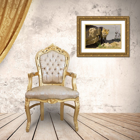 Colorado, Breckenridge Curious young red fox Gold Ornate Wood Framed Art Print with Double Matting by Lord, Fred