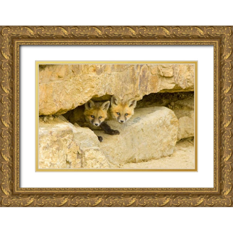 CO, Breckenridge Curious red fox kits Gold Ornate Wood Framed Art Print with Double Matting by Lord, Fred