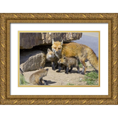 Colorado, Breckenridge Red fox mother with kits Gold Ornate Wood Framed Art Print with Double Matting by Lord, Fred
