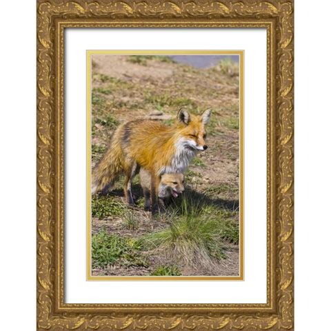 Colorado, Breckenridge Red fox mother with kit Gold Ornate Wood Framed Art Print with Double Matting by Lord, Fred