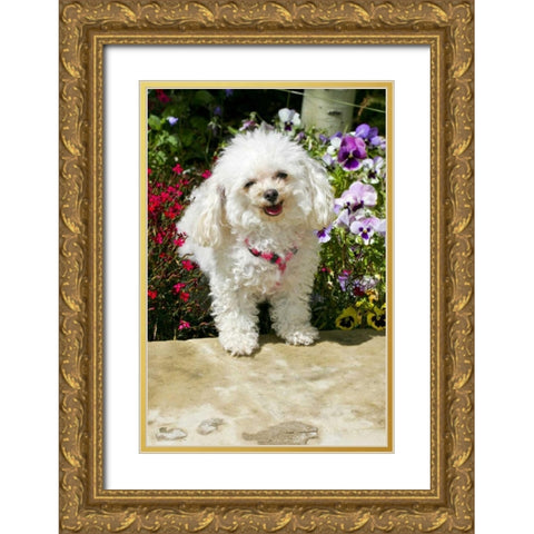 CO, Summit Co, A teacup poodle in a flower bed Gold Ornate Wood Framed Art Print with Double Matting by Lord, Fred