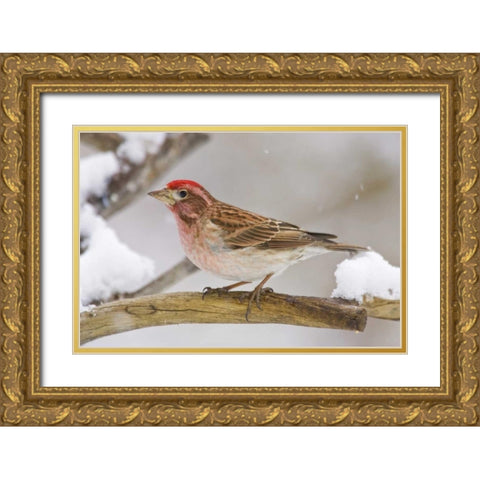 CO, Frisco Cassins finch perched on branch Gold Ornate Wood Framed Art Print with Double Matting by Lord, Fred