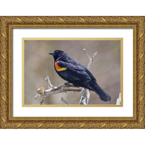 CO, Frisco Portrait of male red-winged blackbird Gold Ornate Wood Framed Art Print with Double Matting by Lord, Fred