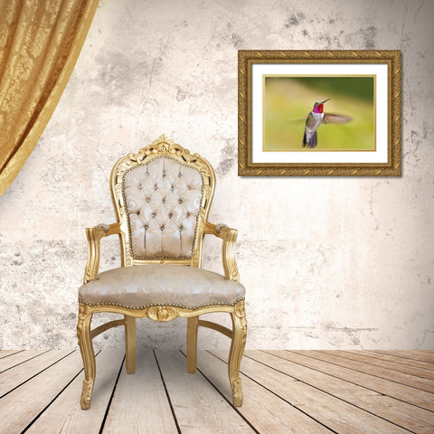 CO, Frisco Broad-tailed hummingbird in flight Gold Ornate Wood Framed Art Print with Double Matting by Lord, Fred