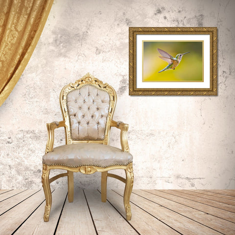 Colorado, Heeney Rufous hummingbird in flight Gold Ornate Wood Framed Art Print with Double Matting by Lord, Fred