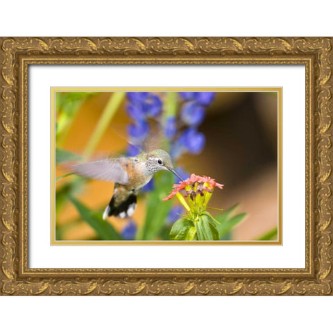 CO, Leadville Rufous hummingbird feeding Gold Ornate Wood Framed Art Print with Double Matting by Lord, Fred