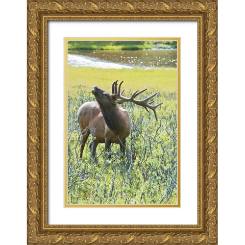 CO, Rocky Mts, Moraine Valley Bull elk Gold Ornate Wood Framed Art Print with Double Matting by Lord, Fred