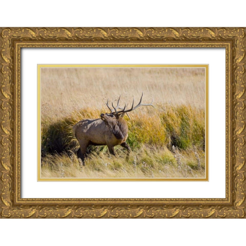 CO, Rocky Mts, Moraine Valley Bull elk Gold Ornate Wood Framed Art Print with Double Matting by Lord, Fred