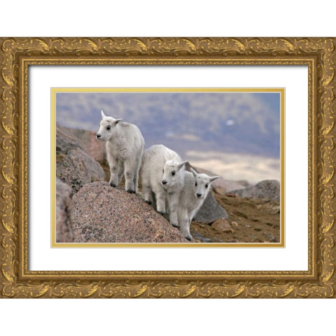 CO, Mt Evans Three mountain goat kids on rock Gold Ornate Wood Framed Art Print with Double Matting by Illg, Cathy and Gordon