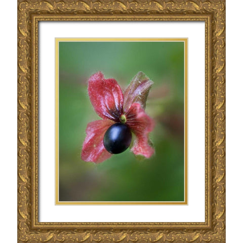CO, Black twinberry bract and berry along a road Gold Ornate Wood Framed Art Print with Double Matting by Kelley, David