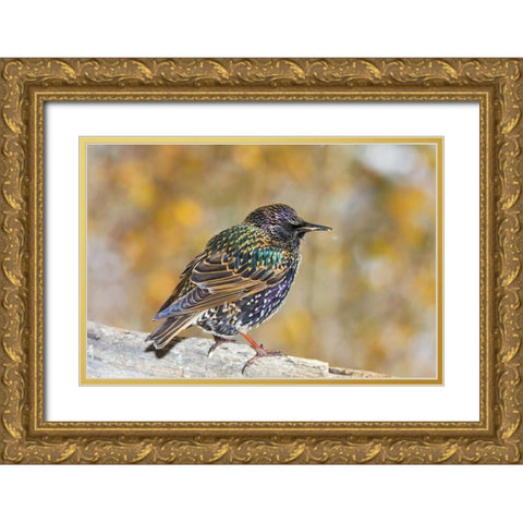 CO, Frisco European starling standing on log Gold Ornate Wood Framed Art Print with Double Matting by Lord, Fred
