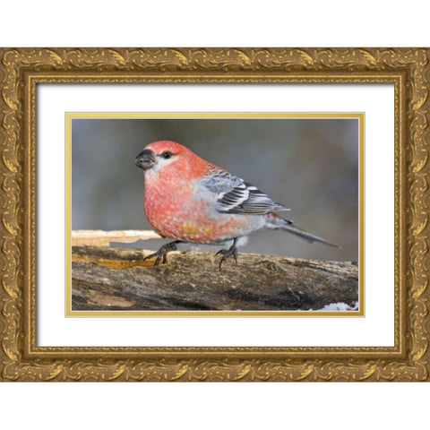 Colorado, Frisco Male pine grosbeak bird on log Gold Ornate Wood Framed Art Print with Double Matting by Lord, Fred
