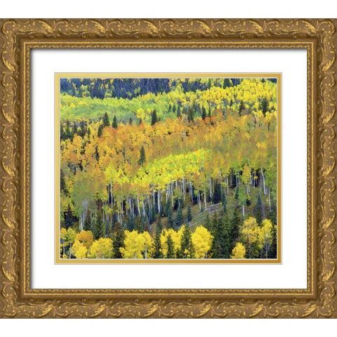 Colorado, Rocky Mts Fall colors of Aspen trees Gold Ornate Wood Framed Art Print with Double Matting by Talbot Frank, Christopher