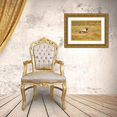 CO, Rocky Mts Bull elk with full rack of antlers Gold Ornate Wood Framed Art Print with Double Matting by Lord, Fred